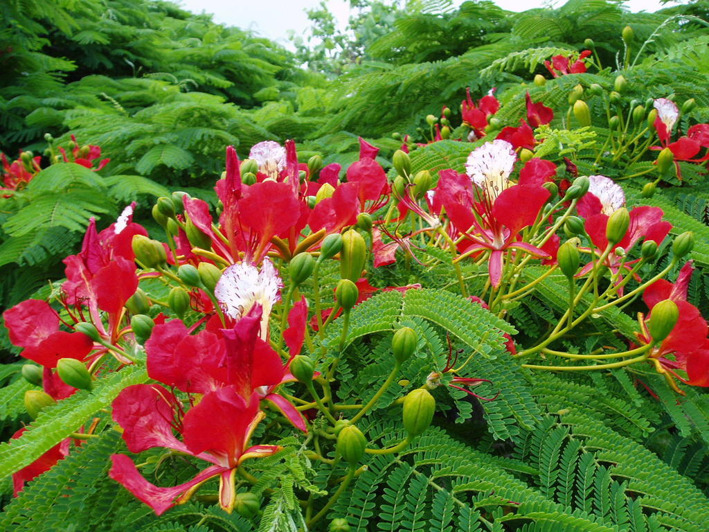 Poinciana Cottages Бернт-Пайн Екстер'єр фото